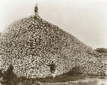 Bison_skull_pile-1870.jpg