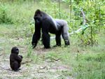 Silverback gorilla with infant male