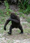 Dancing gorilla