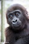 Young lowland gorilla