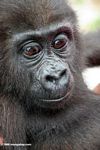 Young lowland gorilla