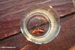 Roach in a glass