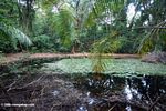 Seasonal lake in the rainforest of Gabon