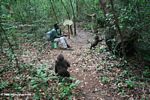 Teaching young gorillas forest skills