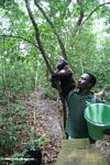 Gorilla handler helping an orphaned gorilla learn forest skills