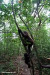 Gorilla handler helping gorilla orphans learn forest skills