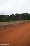 Roadside forest outside Loango National Park in Gabon