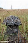 Mushroom-shaped terminte nest