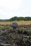 Mushroom-shaped terminte nest in a burned savanna landscape