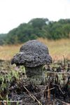 Mushroom-shaped terminte nest