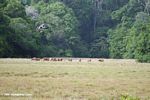 Forest buffalo feeding on savanna grass