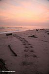 Hippo tracks leading into the Atlantic Ocean at sunset