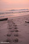 Hippo tracks leading into the Atlantic Ocean