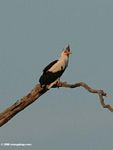 Palm nut vulture resting on dead tree