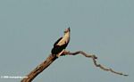 Palm nut vulture perched on dead tree