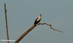 Palm nut vulture (Gypohierax angolensis) perched on dead tree
