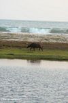 African buffalo walking on a beach with waves breaking in the background