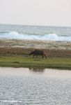African buffalo walking on a beach with waves breaking in the background