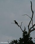 Piping Hornbill silhouette