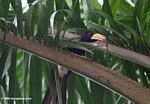 Piping hornbill, Bycanistes fistulator sharpii