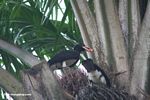 Piping hornbills feeding on orange palm fruit in Gabon