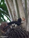 Piping hornbill feeding on palm fruit