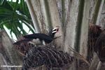 Piping hornbill, Bycanistes fistulator sharpii, feeding on palm fruit