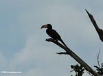 Piping hornbill perched on tree limb