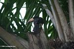 Pied hornbill (Tockus fasciatus fasciatus) not the Piping hornbill, Bycanistes fistulator sharpii