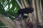 Piping hornbill, Bycanistes fistulator sharpii