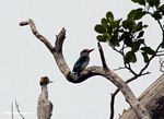 Blue-breasted kingfisher (Halcyon malimbica malimbica)