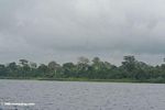 Rain forest surrounding lagoon in Gabon