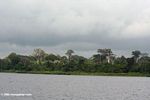 Rain forest surrounding lagoon in Gabon