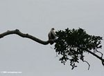 Palm-nut vulture (Gypohierax angolensis)