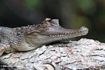 African slender-snouted crocodile, Cocodrilo hociquifino africano