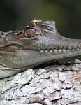 African slender-snouted crocodile, Cocodrilo hociquifino africano, sunning on a log