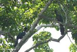Pair of great blue turacos