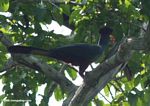 Great blue turaco (Corythaeola cristata) perched in a tree