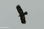African banded harrier hawk or Gymnogene (Polyboroides typus pectoralis) in flight
