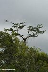 Eagle nest in canopy tree