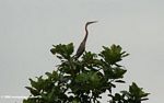 African darter perched atop a bush