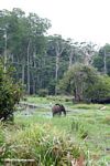 African Forest Elephant (Loxodonta africana cyclotis) in swamp