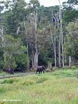 African Forest Elephant (Loxodonta africana cyclotis) heading from swamp into rain forest