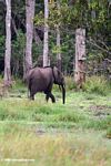 African Forest Elephant (Loxodonta africana cyclotis) in swamp in Loango National Park
