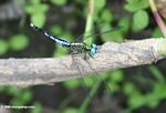 Black and turquoise dragonfly with turquoise eyes