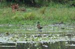 Pair of white-faced whistling duck (Dendrocygna viduata) in Loango National Park