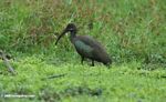 Hadada ibis in a swamp in Gabon