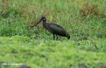 Hadada ibis (Bostrychia hagedash) in a swampy area