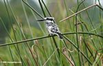 Pied kingfisher (Ceryle rudis rudis)