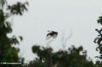 Palm-nut vulture (Gypohierax angolensis) in flight